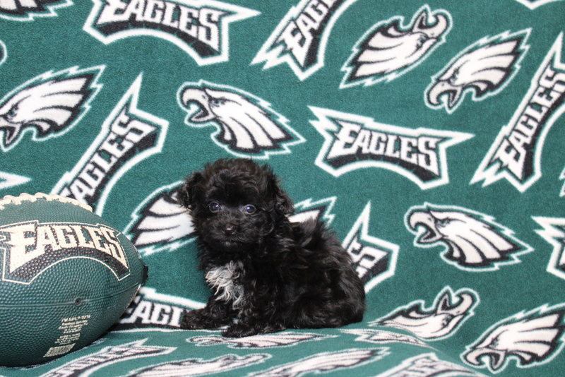 puppy, for, sale, Maltipoo, Matthew B. Stoltzfus, dog, breeder, Gap, PA, dog-breeder, puppy-for-sale, forsale, nearby, find, puppyfind, locator, puppylocator, aca